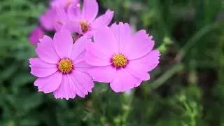 Cosmos Sonata Pink - Showcase