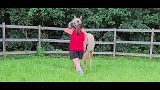 A rehab and train partnered with AVS Equine Hospital 