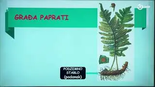 Domaća zadaća za 6. razred: Biologija - Papratnjače