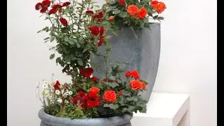 Composición floral en maceta con rosales - Decogarden