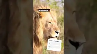 Alex the lion is on the hunt 🦓🦬