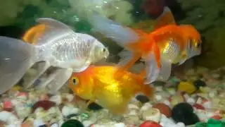 Lionhead Goldfish Tank