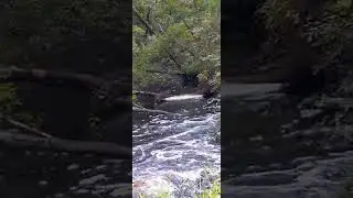 Creek View #shorts #creek