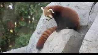 Red Panda Mountaineer