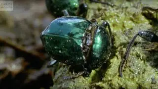 Why Beetles Are Awesome! | Slo Mo #38 | BBC Earth Explore