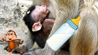 Adorable newborn monkey Alba feeding milk & sleeping in chest mom very warm & happy life