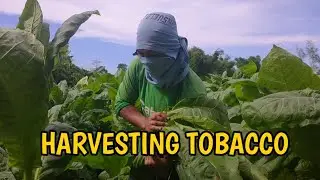 PAANO HINA-HARVEST ANG TOBACCO