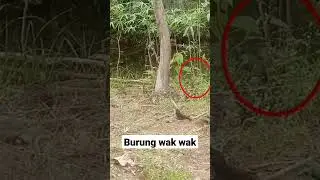 Pasang jerat burung ayam ayam jos gandos