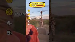Funniest Animal Chase Moments