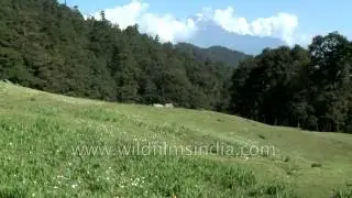 Gorson meadows covered with Iris kemaonensis, Uttarakhand
