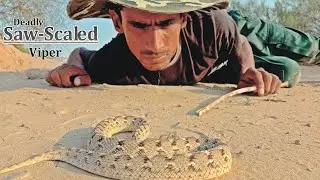 Saw-Scaled Viper