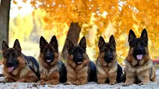 The 15 Most Trainable Dog Breeds