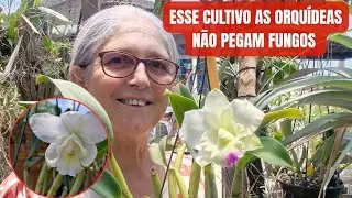 🟣CATLEYA DOLOSA( FLORA&Ccedil;&Atilde;O DICAS DE CULTIVO 