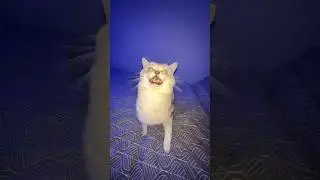 Лающий демонический кот