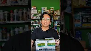 Basmi gulma berdaun lebar san teki dengan Ally 20WG! #herbisida #benihonline