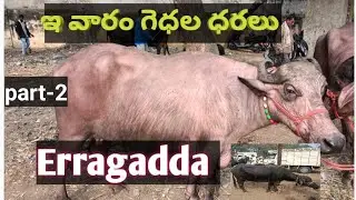 Erragadda Buffalo Market Today 😱 | భారీ గేదెల ధరలు | 01-02-2026 | Part-2@dairyinfoip 