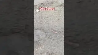 dog ki #leo #reo #dog ##dogshorts #video #vairal #delhi
