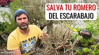 EL ESCARABAJO DE LA PATATA Y DEL ROMERO: consejos e insecticida casero || en20metros