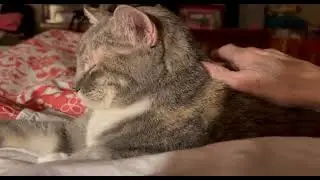 Reese&rsquo;s is happiest just being &ldquo;patted&rdquo; 💖🐈🤣
