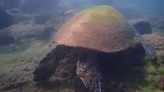 Diving in Little Liuqiu Island 台灣離島－小琉球深潛