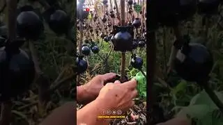 Fig Plant Air Layering Technique