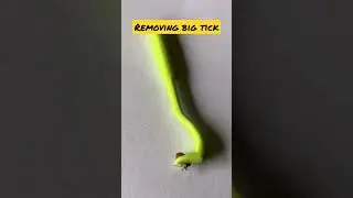 How to remove ticks from the cat l Part 3 #cat #shorts