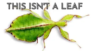 Walking Leaf ?