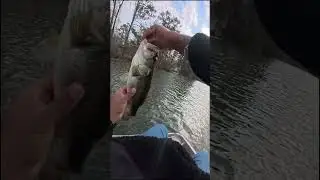 Googan Dart 7'' weightless and weedless