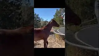 This colt has been EXPOSED & DESENSITIZED & he's FOR SALE