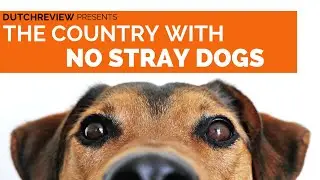 How did the Netherlands become the first country to have no stray dogs?
