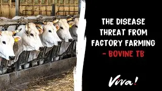 The Disease Threat from Factory Farming - Bovine TB