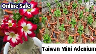 Taiwan mini adenium new exotic variety desert Rose online sale