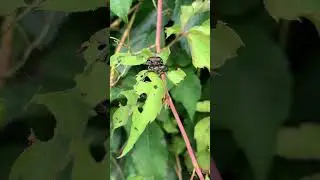 A Bug’s Life #funnyanimals #viralshorts #shorts