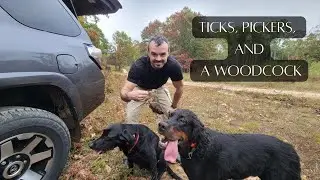 Ticks, Pickers, and a Woodcock