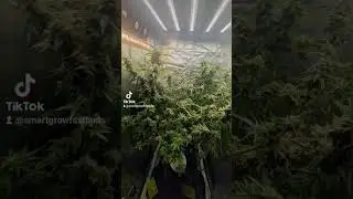 Smart Grow Beautifull ART Fast Buds Smart Growing 2025
