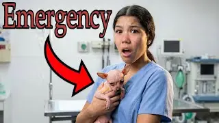 My PUPPY Italy Had To Get SURGERY... | Txunamy
