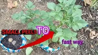 Grow Tons Of Potatoes With This Simple Bag Method #potato planting