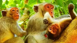 OMG! JODY MONKEY WAS WARNING SO SERIOUSLY BY JANE MONKEY REJECT MILK.