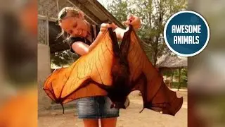 Giant golden-crowned flying fox (mini documentary)