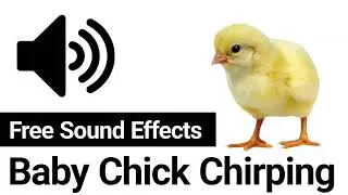 Baby Chick Chirping Sound To Attract Hen 🐥🔊