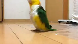 Bird Marches to Erika