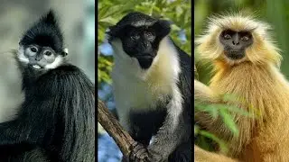 25 Types Of Monkeys That Exist In The World