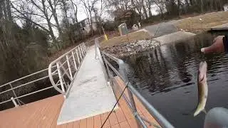 Chain pickerel fishing at unicorn lake Maryland