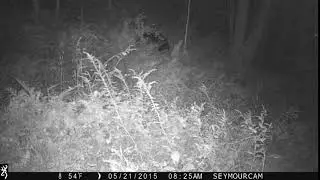 Big Black Bear at NIGHT