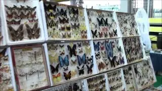 Entomodena 2015 (Aprile)