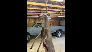 Deer Hide Process at The Throop Ranch