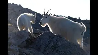 Photo of the WeekMountain Goat Mama and Baby with Backlight Rocky Mountain Naitonal Park Colorado