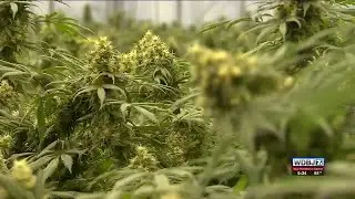 What Marijuana's Schedule III Reclassification Means for Lynchburg and SWVA