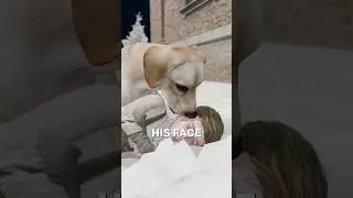 This Dog Saved a Boy in the Snow During War 🐶