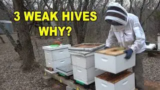 Why Are These 3 Dink Colonies So Weak? Inspection & Plan